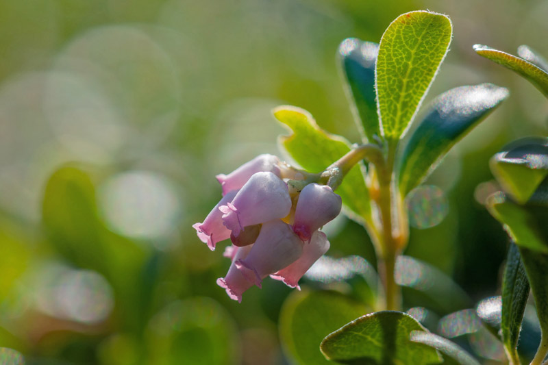 Hede-Melbærris, Arctostaphylos uva-ursi. Melby Overdrev, Nordsjælland d. 26 april 2022. Fotograf; Jimmy Lassen