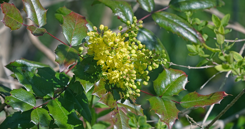 Mahonie, Mahonia aquifolium. Kongelunden, Amager, Danmark d. 21 april 2022. Fotograf; Lars Andersen