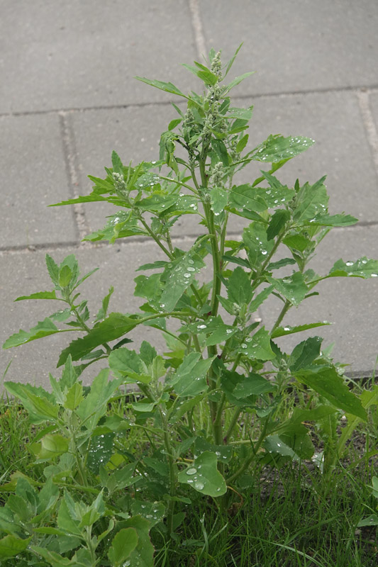 Hvidmelet Gsefod, Chenopodium alba. Sundby, Amager d. 19 juni 2022. Fotograf; Lars Andersen