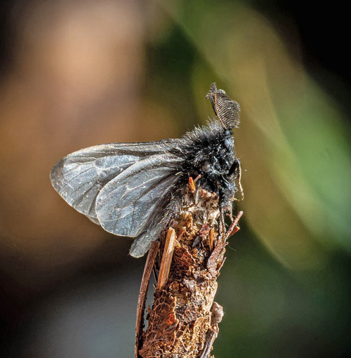 Sortgrå Sækbærer, Acanthopsyche atra. Skidendam, Teglstrup Hegn, Nordsjælland, Danmark d. 2 maj 2022. Fotograf; Kasper Nyberg