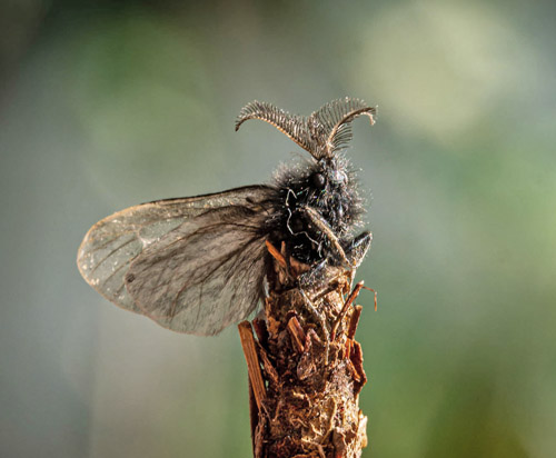 Sortgrå Sækbærer, Acanthopsyche atra. Skidendam, Teglstrup Hegn, Nordsjælland, Danmark d. 2 maj 2022. Fotograf; Kasper Nyberg