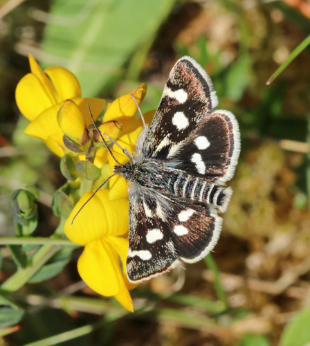 Vissehalvmøl, Eurrhypis pollinalis. Lortpøt, Lodbjerg Klitplantage, Thy, Danmark d. 22 maj 2022. Fotograf; Aksel Lynge Andersen