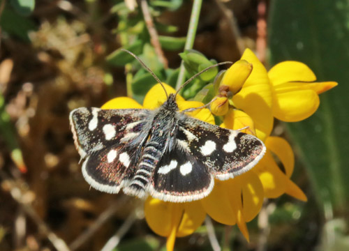 Vissehalvmøl, Eurrhypis pollinalis. Lortpøt, Lodbjerg Klitplantage, Thy, Danmark d. 22 maj 2022. Fotograf; Aksel Lynge Andersen