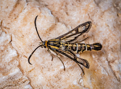 Engelskgræsglassværmer, Pyropteron muscaeformis. Hundested, Nordsjælland april 2022. Fotograf; Kasper Nyberg