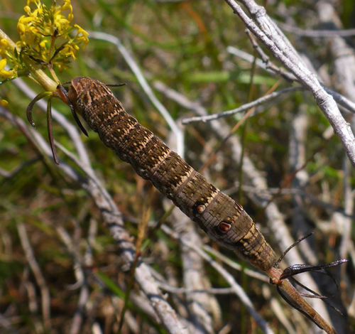 Lille Vinsvrmer, Deilephila porcellus. Bjrnholt, Silkeborg, Midtjylland d. 16. juli 2022. Fotograf; Jeppe Lyngs 