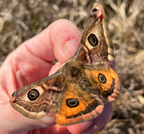 Lille Natpfugleje, Saturnia pavonia han. Melby Overdrev, Nordsjlland  d. 30 april 2022. Fotograf; Rikke Anker Jensen