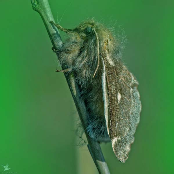 Uldhale, Eriogaster lanestris æglæggende hun. Sydfyn, Danmark d. 27 marts 2022. Fotograf; Leif Sørensen