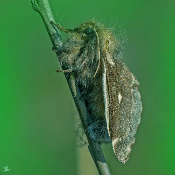 Uldhale, Eriogaster lanestris glggende hun. Sydfyn, Danmark d. 27 marts 2022. Fotograf; Leif Srensen 