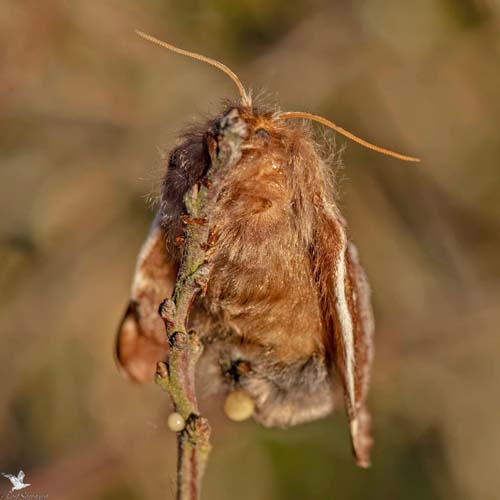 Uldhale, Eriogaster lanestris æglæggende hun. Sydfyn, Danmark d. 27 marts 2022. Fotograf; Leif Sørensen