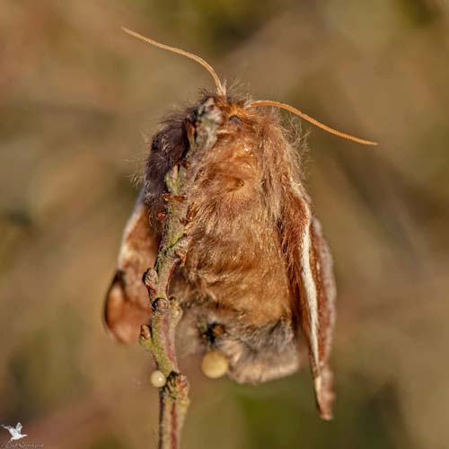 Uldhale, Eriogaster lanestris glggende hun. Sydfyn, Danmark d. 27 marts 2022. Fotograf; Leif Srensen 