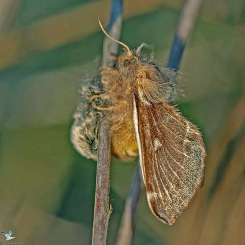 Uldhale, Eriogaster lanestris glggende hun. Sydfyn, Danmark d. 27 marts 2022. Fotograf; Leif Srensen 