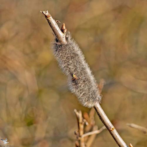Uldhale, Eriogaster lanestris æglæggende hun. Sydfyn, Danmark d. 27 marts 2022. Fotograf; Leif Sørensen