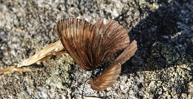 Hvidprikket Bjergrandje, Erebia claudina, Dsener See 2270 m., Mallnitz, Bezirk Spittal an der Drau, Krnten, strig d. 2/8 – 2022. Fotogrtaf; Emil Bjerregrd