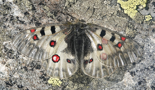 Alpeapollo, Parnassius sacerdos hun. Dsener See 2380 m., Mallnitz, Bezirk Spittal an der Drau, Krnten, strig d. 2/8 – 2022. Fotogrtaf; Emil Bjerregrd