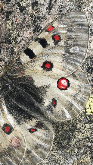 Alpeapollo, Parnassius sacerdos hun. Dsener See 2380 m., Mallnitz, Bezirk Spittal an der Drau, Krnten, strig d. 2/8 – 2022. Fotogrtaf; Emil Bjerregrd