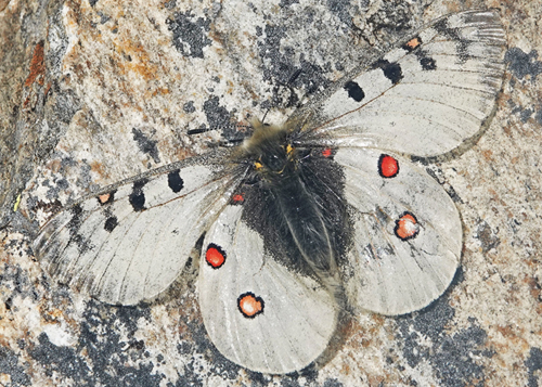 Alpeapollo, Parnassius sacerdos han. Dsener See 2380 m., Mallnitz, Bezirk Spittal an der Drau, Krnten, strig d. 2/8 – 2022. Fotogrtaf; Emil Bjerregrd