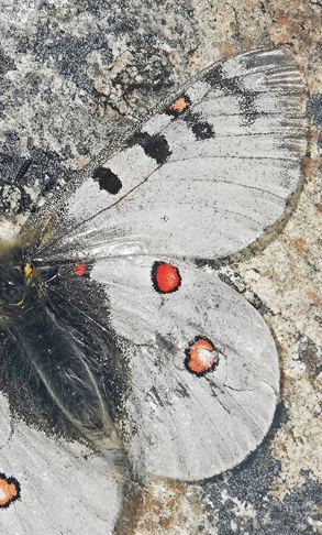 Alpeapollo, Parnassius sacerdos han. Dsener See 2380 m., Mallnitz, Bezirk Spittal an der Drau, Krnten, strig d. 2/8 – 2022. Fotogrtaf; Emil Bjerregrd