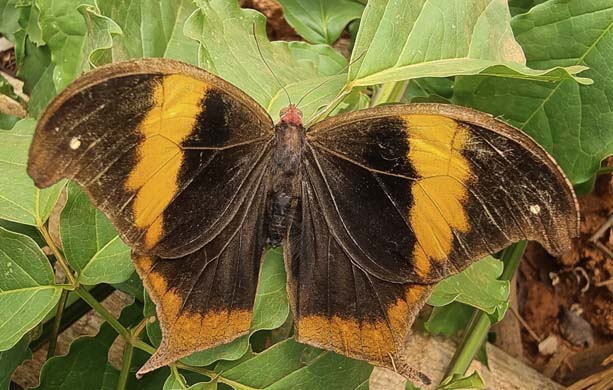 Caerois chorinaeus ssp. rufomarginata (Lathy, 1918). . Porvenir, Manuripi. Pando Department, Bolivia september 11, 2022. Photographer; Gottfried Siebel