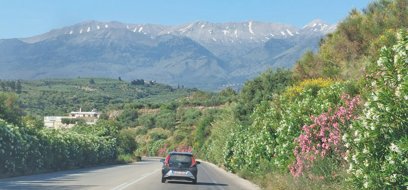 Neriebuske langs vejen. Kreta, Grkenland d. 31 maj 2022. Fotograf; Lars Andersen