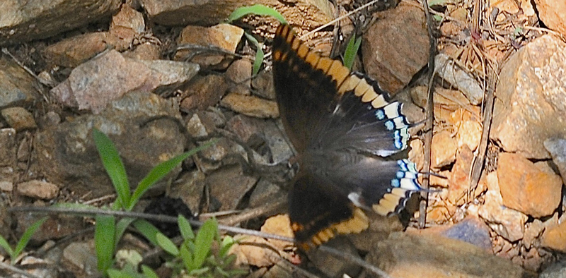 Pasha, Charaxes jasius. Botanical Park & Gardens Of Crete. Askordalos, Kreta d. 16 juni 2015. Fotograf; John Vergo