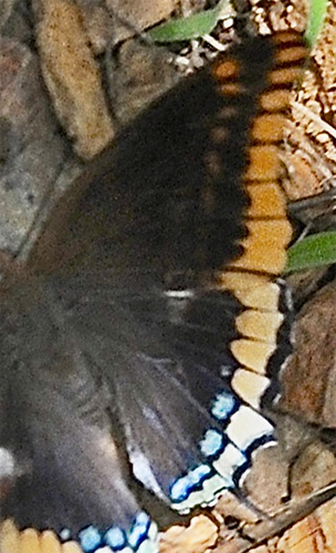 Pasha, Charaxes jasius. Botanical Park & Gardens Of Crete. Askordalos, Kreta d. 16 juni 2015. Fotograf; John Vergo