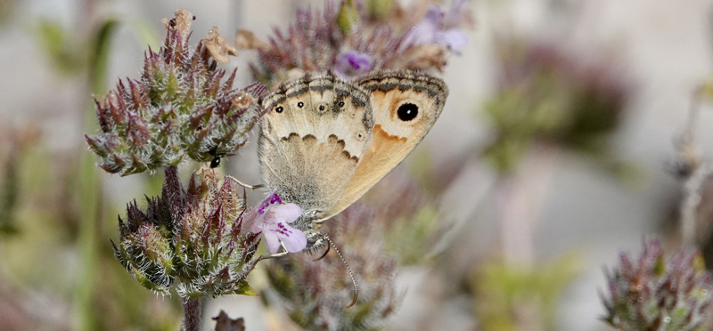 Kreta Okkergul Randje, Coenonympha thyrsis. Hora Sfakion, Kreta sydkyst d, 31 maj 2022. Fotograf; John Vergo