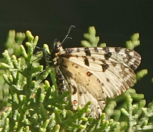 Kreta-Guirlandesommerfugl, Zerynthia cretica hun. Zourva, Chana, vestlig Kreta d. 30 maj 2022. Fotograf; Lars Andersen	