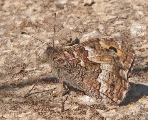 Kreta Sandrandje, Hipparchia cretica. Zourva 570m., Kreta, Grkenland d. 30 maj 2022. Fotograf; Lars Andersen