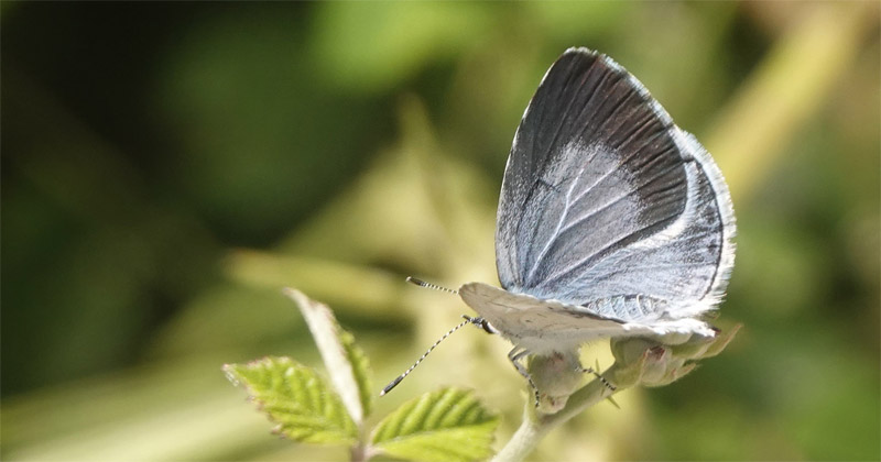 Skovblfugl, Celastrina argiolus hun. Zourva, Chana, vestlig Kreta d. 30 maj 2022. Fotograf; Lars Andersen