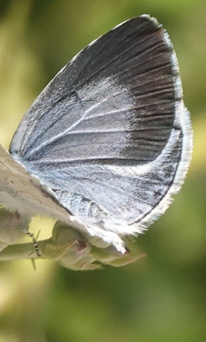 Skovblfugl, Celastrina argiolus hun. Zourva, Chana, vestlig Kreta d. 30 maj 2022. Fotograf; Lars Andersen