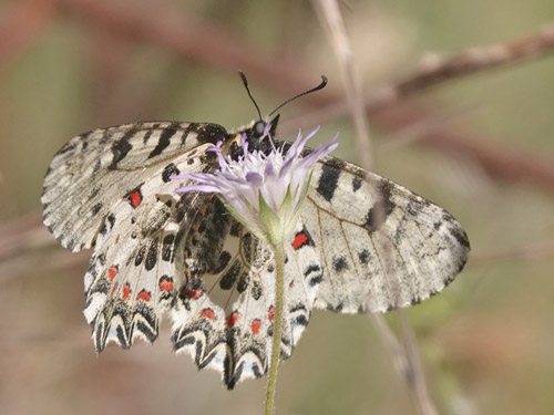 Kreta-Guirlandesommerfugl, Zerynthia cretica hun. Zourva, Chana, vestlig Kreta d. 30 maj 2022. Fotograf; Lars Andersen	