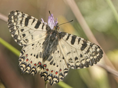 Kreta-Guirlandesommerfugl, Zerynthia cretica hun. Zourva, Chana, vestlig Kreta d. 30 maj 2022. Fotograf; Lars Andersen	