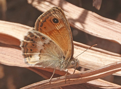 Kreta Okkergul Randje, Coenonympha thyrsis. Afrata der ligger nord for Kolymvari, det vestlig Kreta d. 30 maj 2022. Fotograf; Lars Andersen