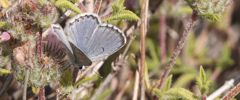 stlig Timianblfugl, Pseudophilotes vicrama han. Vritomartis, Kreta, Grkenland d. 31 maj 2022. Fotograf; Lars Andersen