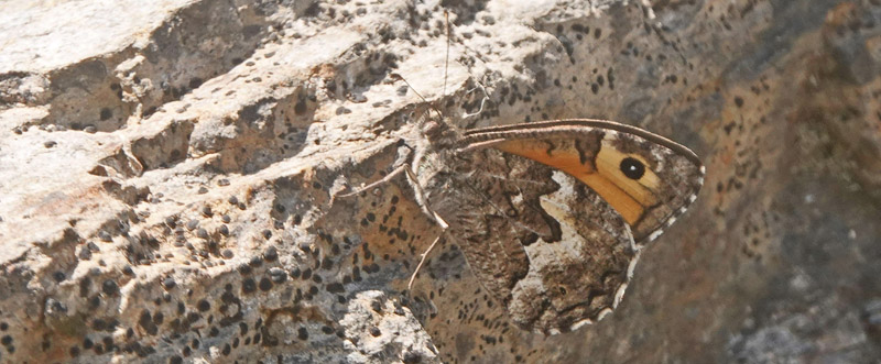 Kreta Sandrandje, Hipparchia cretica. Mousoures 720m., Kreta, Grkenland d. 1 juni 2022. Fotograf; Lars Andersen