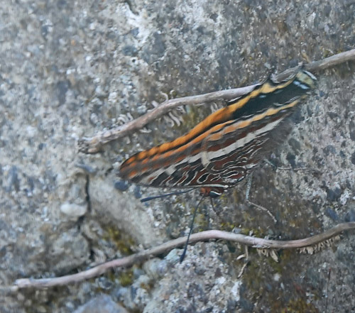 Pasha, Charaxes jasius. Fournes, Kreta, Grkeland d. 2 juni 2022.Fotograf: Lars Andersen