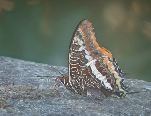 Pasha, Charaxes jasius. Fournes, Kreta, Grkeland d. 2 juni 2022.Fotograf: Lars Andersen