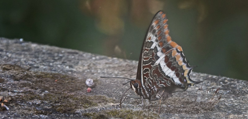 Pasha, Charaxes jasius. Fournes, Kreta, Grkeland d. 2 juni 2022.Fotograf: Lars Andersen