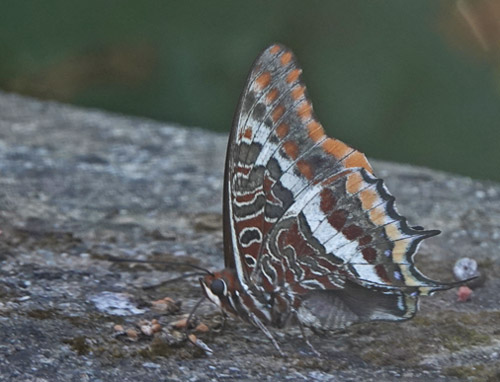 Pasha, Charaxes jasius. Fournes, Kreta, Grkeland d. 2 juni 2022.Fotograf: Lars Andersen