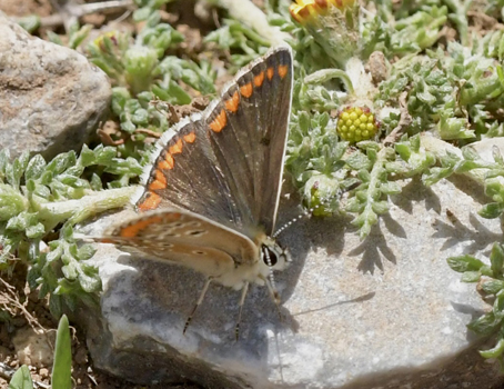 Almindelig Blfugl, Polyommatus icarus hun. Vejen til Grsk-ortodoks kirke (1390 - 1443m), Rimondi, Psiloritis, prov. Mylopotamos, Kreta, Grkenland d. 29 maj 2022. Fotograf; John Vergo