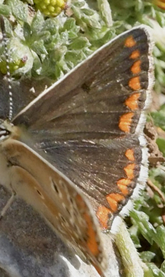 Almindelig Blfugl, Polyommatus icarus hun. Vejen til Grsk-ortodoks kirke (1390 - 1443m), Rimondi, Psiloritis, prov. Mylopotamos, Kreta, Grkenland d. 29 maj 2022. Fotograf; John Vergo