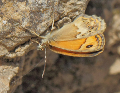 Kreta Okkergul Randje, Coenonympha thyrsis. Zourva, Chana, det vestlig Kreta d. 28 maj 2022. Fotograf; Lars Andersen