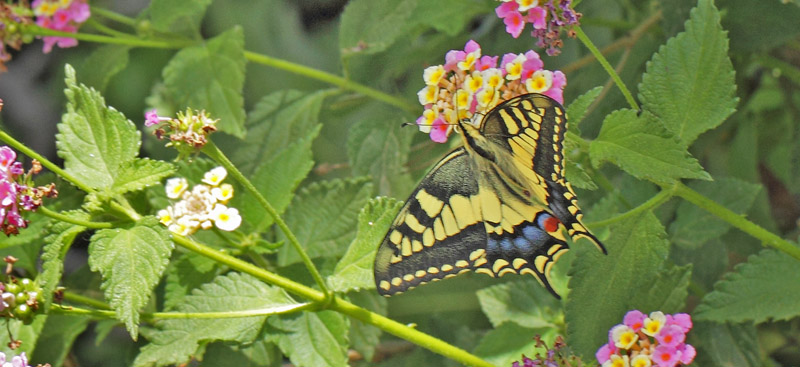 Svalehale, Papilio machaon han. Platanias, Kreta, Grkenland d. 28 maj 2022. Fotograf; Lars Andersen
