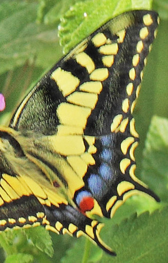 Svalehale, Papilio machaon han. Platanias, Kreta, Grkenland d. 28 maj 2022. Fotograf; Lars Andersen