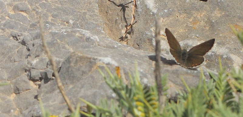 Kreta Blfugl, Kretania psylorita han. Vejen til Grsk-ortodoks kirke (1390 - 1443m), Rimondi, Psiloritis, prov. Mylopotamos, Kreta, Grkenland d. 29 maj 2022. Fotograf; Lars Andersen