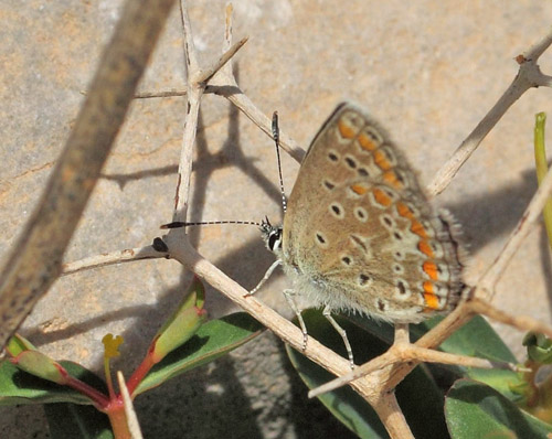 Almindelig Blåfugl, Polyommatus icarus hun. Vejen til Græsk-ortodoks kirke (1390 - 1443m), Rimondi, Psiloritis, prov. Mylopotamos, Kreta, Grækenland d. 29 maj 2022. Fotograf; Lars Andersen