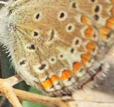 Almindelig Blåfugl, Polyommatus icarus hun. Vejen til Græsk-ortodoks kirke (1390 - 1443m), Rimondi, Psiloritis, prov. Mylopotamos, Kreta, Grækenland d. 29 maj 2022. Fotograf; Lars Andersen