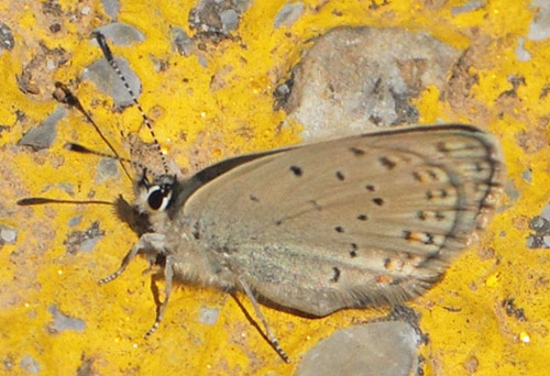 Kreta Blfugl, Kretania psylorita hun. Vejen til Grsk-ortodoks kirke (1390 - 1443m), Rimondi, Psiloritis, prov. Mylopotamos, Kreta, Grkenland d. 29 maj 2022. Fotograf;  Lars Andersen