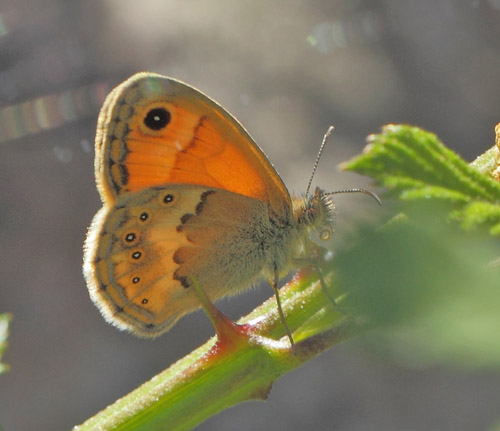 Kreta Okkergul Randje, Coenonympha thyrsis. Zourva, Chana, det vestlig Kreta d. 30 maj 2022. Fotograf; .Lars Andersen