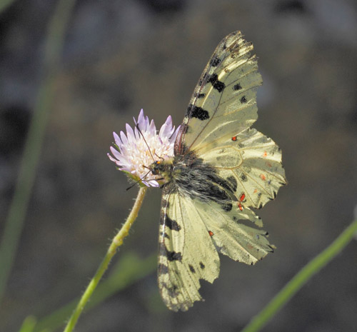 Kreta-Guirlandesommerfugl, Zerynthia cretica han. Zourva, Chana, vestlig Kreta d. 30 maj 2022. Fotograf; Lars Andersen	